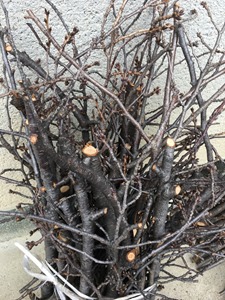 桜の枝で草木染、色はピンク色、オレンジ色