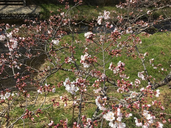 玉川堤（京都・井手町）の桜、2017年4月5日撮影