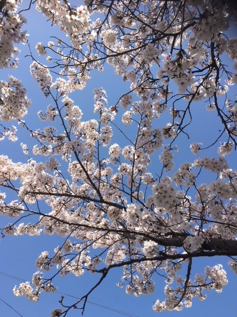 京都・井手町の王川堤の桜