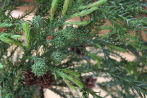 草木染支部教室の先生が、教育実習に来られました！　