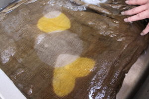 フェンネル、オリーブで染める～ライン絞りと板締め絞り応用編