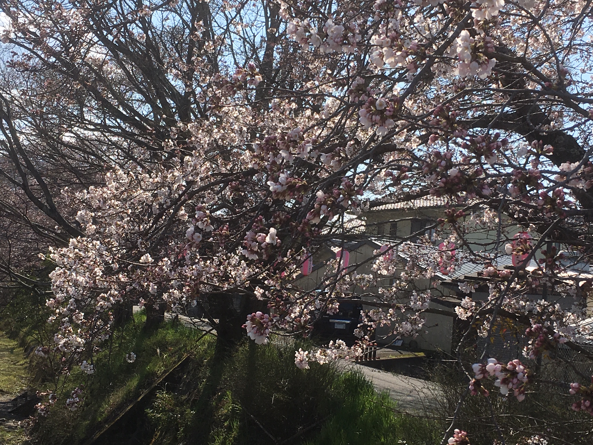 玉川堤の桜2019年4月2日