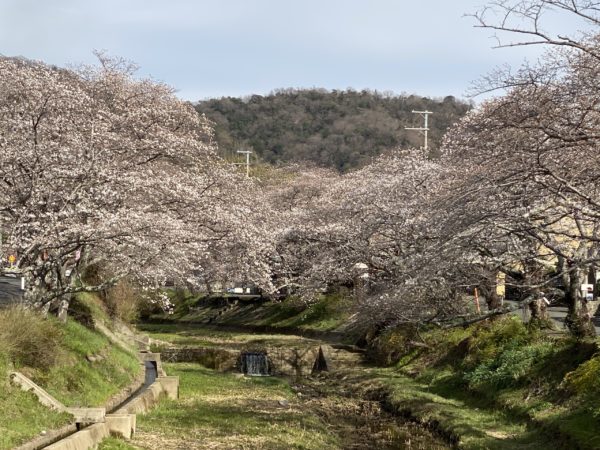 2025年桜（ソメイヨシノ）京都・井手町・玉川堤