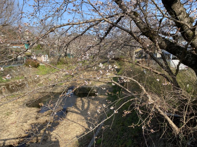 京都・井手町 JR玉水駅すぐの玉川堤 桜は3分咲き（2026年3月27日撮影）