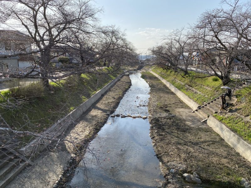 2026年桜（ソメイヨシノ）京都・井手町・玉川堤
